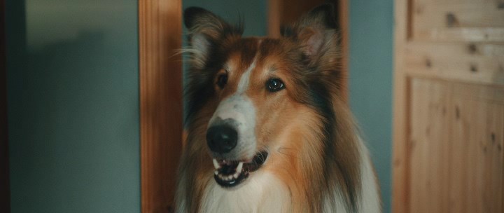 Лесси — лохматый детектив / Lassie - Ein neues Abenteuer (2023) BDRip | D