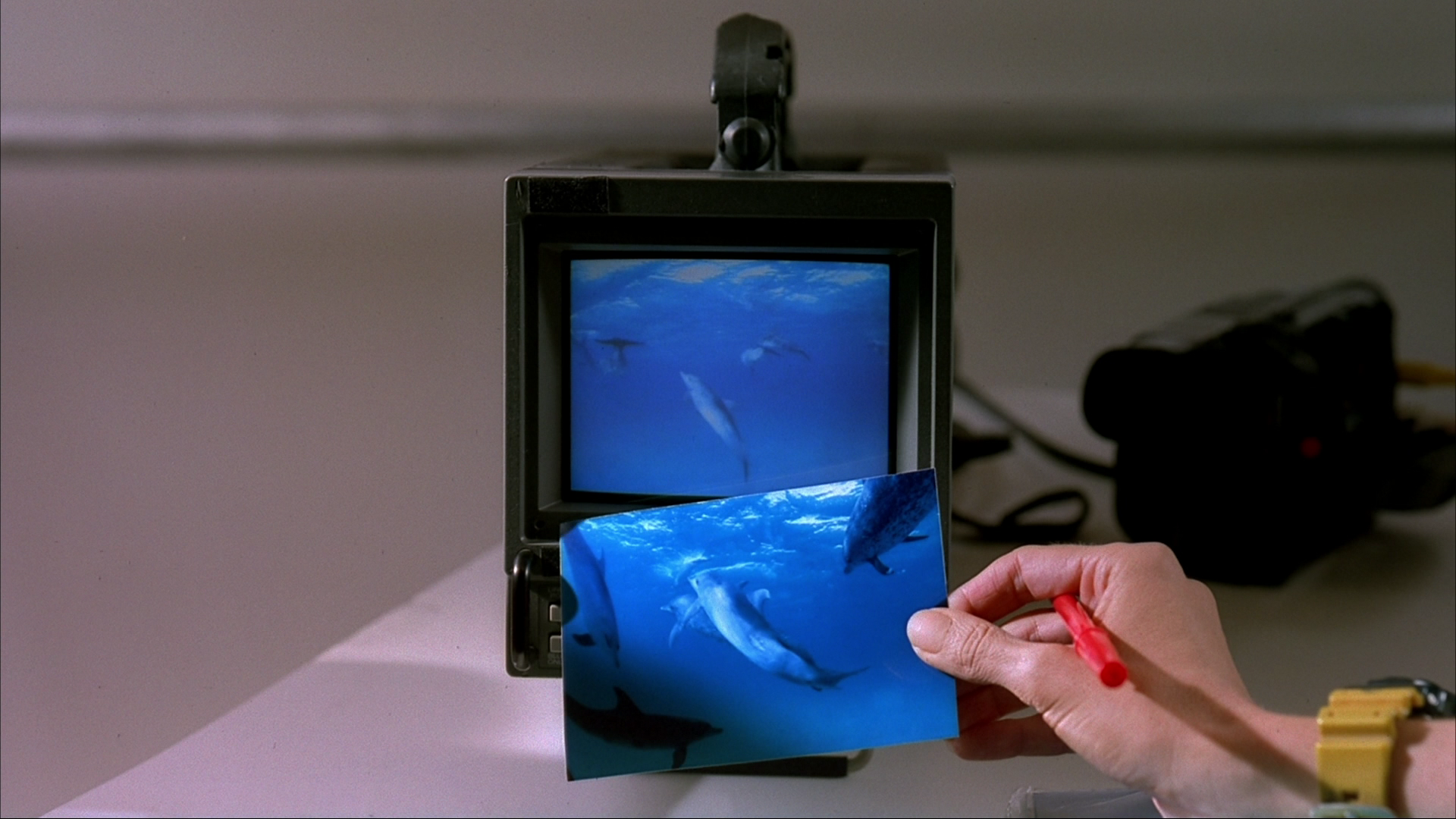 IMAX: Дельфины / IMAX: Dolphins / 2000 / СТ / Blu-Ray Remux (1080p)